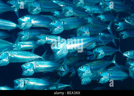 Indische Makrele Fischschwarm, aus Marsa Alam, Rotes Meer, Ägypten Stockfoto