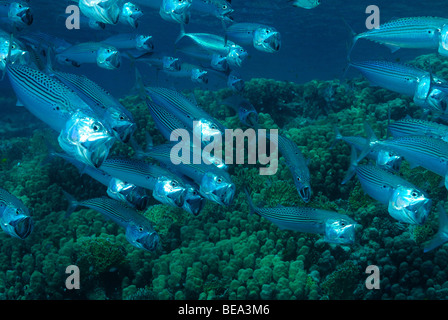 Indische Makrele Fischschwarm, aus Marsa Alam, Rotes Meer, Ägypten Stockfoto