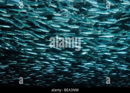 Schule der Hardyhead Silverside, aus Marsa Alam, Rotes Meer, Ägypten Stockfoto