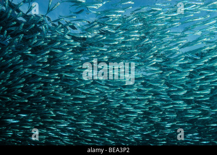 Schule der Hardyhead Silverside, aus Marsa Alam, Rotes Meer, Ägypten Stockfoto