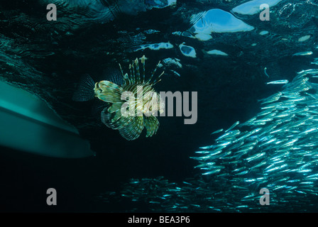 Schule der Hardyhead Silverside, aus Marsa Alam, Rotes Meer, Ägypten Stockfoto