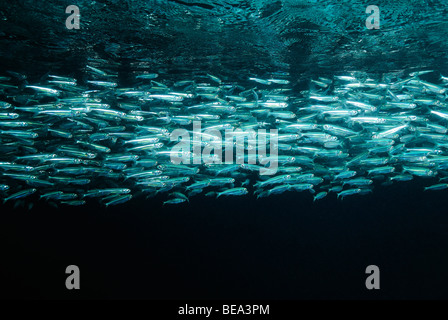 Schule der Hardyhead Silverside, aus Marsa Alam, Rotes Meer, Ägypten Stockfoto