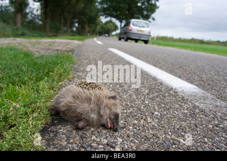 Egel; Igel Stockfoto