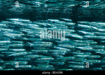 Schule der Hardyhead Silverside, aus Marsa Alam, Rotes Meer, Ägypten Stockfoto