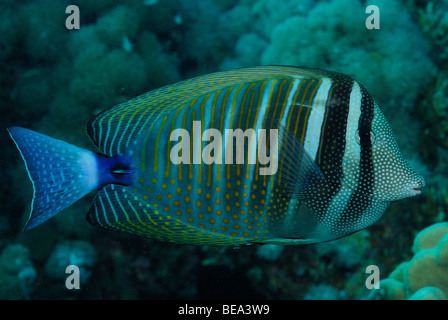 Segelkärpflinge Tang Fisch, von Marsa Alam, Rotes Meer, Ägypten Stockfoto