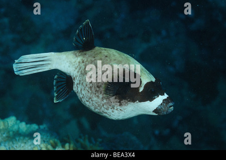 Maskierte Kugelfisch aus Marsa Alam, Rotes Meer, Ägypten Stockfoto