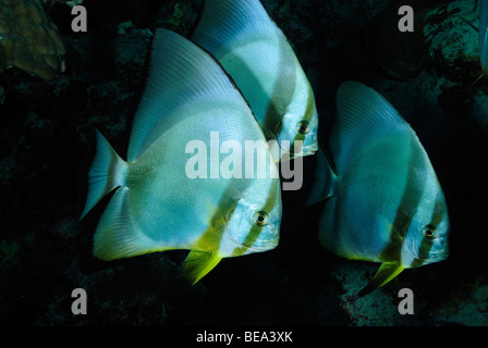 Schule von endständigen Fledermausfischen aus Marsa Alam, Rotes Meer, Ägypten Stockfoto