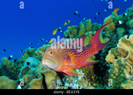 Highfin Zackenbarsch, aus Marsa Alam, Rotes Meer, Ägypten Stockfoto