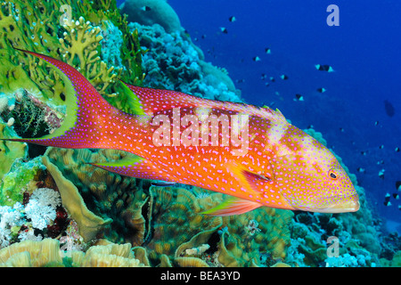 Highfin Zackenbarsch, aus Marsa Alam, Rotes Meer, Ägypten Stockfoto