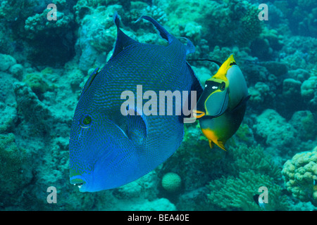 Orangespine Unicornfish aus Marsa Alam, Rotes Meer, Ägypten Stockfoto