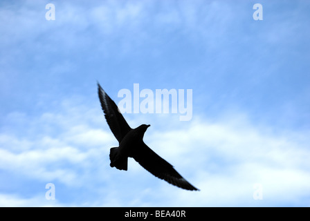 Silhouette des Great Skua bei nationalen Naturschutzgebiet Hermaness, Unst, Shetland-Inseln, Schottland Stockfoto