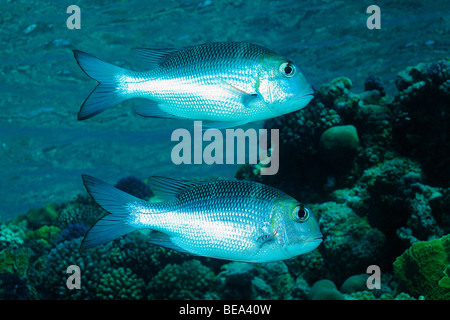 Großes Auge Brassen Fischen aus Marsa Alam, Rotes Meer, Ägypten Stockfoto