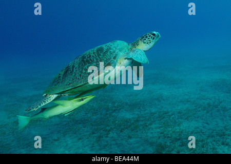 Grüne Schildkröte mit live Sharksucker Fischen im Roten Meer, Ägypten Stockfoto