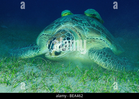 Grüne Schildkröte mit live Sharksucker Fischen im Roten Meer, Ägypten Stockfoto