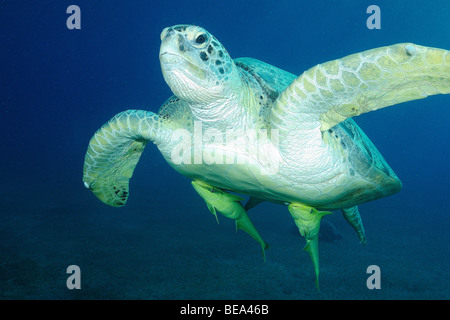 Grüne Schildkröte mit live Sharksucker Fischen im Roten Meer, Ägypten Stockfoto