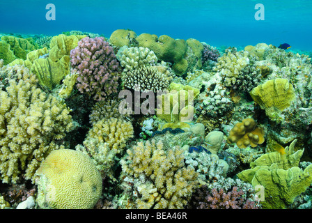 Malerische Aussicht auf eine harte Korallen Kolonie in Rotes Meer, Ägypten Stockfoto