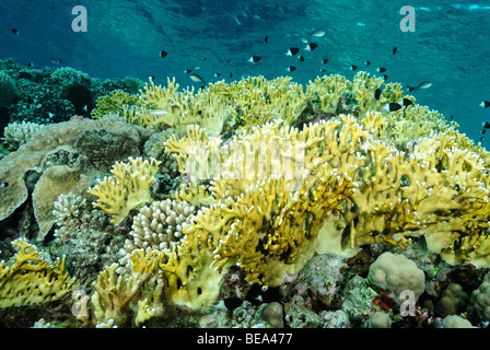 Malerische Aussicht auf eine harte Korallen Kolonie in Rotes Meer, Ägypten Stockfoto