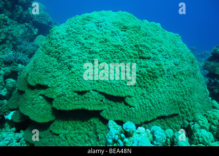 Malerische Aussicht auf eine harte Korallen Kolonie in Rotes Meer, Ägypten Stockfoto