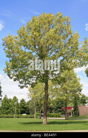 bis zu 20 Meter dekorative und diffuse hoher Baum, auch im Winter mit gelben Zweige und schwarzen Knospen Stockfoto