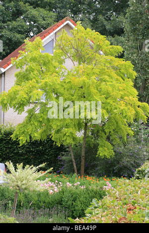 Sie verlässt bis 15 Meter hoher Baum mit goldgelb gefärbt Stockfoto