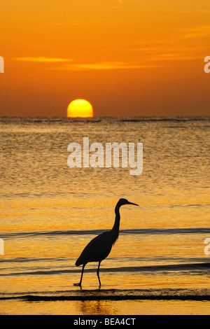 Großer Reiher an einem Sandstrand in der Nähe von Marsa Alam, Ägypten, Rotes Meer Stockfoto