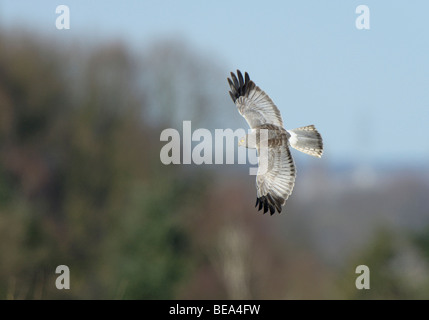 Vliegbeeld Mann Blauwe Kiekendief, Bovenaanzicht; männliche Kornweihe im Flug, Upwing Ansicht Stockfoto