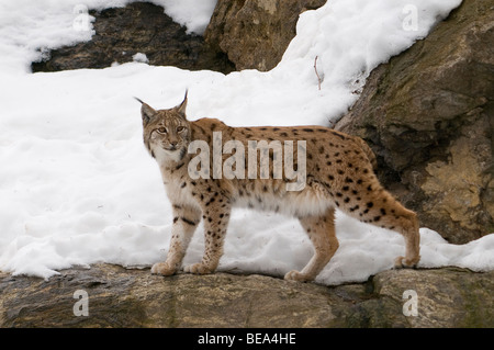 Luchs Op Rotsen in de Werk; Luchs auf den Felsen im Schnee Stockfoto