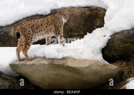 Luchs Op Rotsblok in de Werk; Luchs auf einem Felsen im Schnee Stockfoto