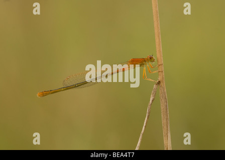 Tengere Grasjuffer Onvolwassen Vrouw; Kleinen Bluetail unreife Weibchen Stockfoto