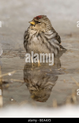 Een Grote Barmsijs Zit Het Wasser, A Mealy Redpoll im Wasser sitzen. Stockfoto