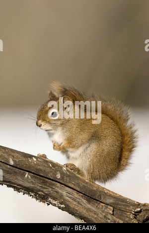 Een Rode Eekhoorn Zittend Op Een Tak; Ein Eichhörnchen auf einem Ast. Stockfoto