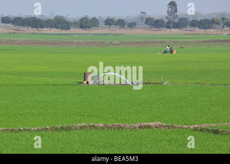 Pumpen von Wasser in einem Reisfeld in der Nähe von Malda in Bengalen Staat Indien Stockfoto