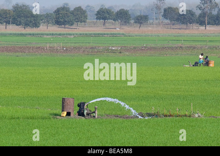 Pumpen von Wasser in einem Reisfeld in der Nähe von Malda in Bengalen Staat Indien Stockfoto