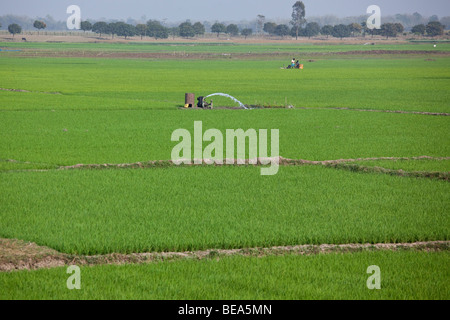 Pumpen von Wasser in einem Reisfeld in der Nähe von Malda in Bengalen Staat Indien Stockfoto