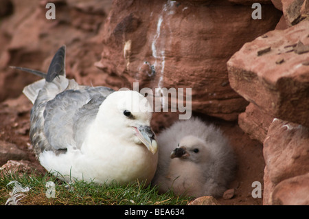 Dh Eissturmvogel Vögel Fulmarus glacialis Großbritannien cliff Nest mit Baby chick Hoy Orkney nesting Eissturmvögel