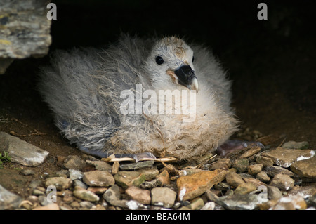 dh Fulmar VOGEL UK Fulmar Fulmarus glacialis Baby Küken Nest Nord Ronaldsay Orkney fulmars Vögel
