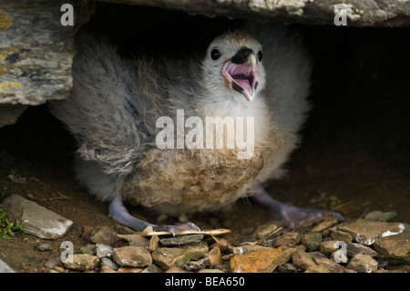dh Fulmar VOGEL UK Fulmar Fulmarus glacialis Baby Küken wütendes Nest North Ronaldsay Orkney Emesis