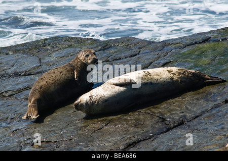 dh häufig Siegel Siegel UK paar häufig Seehunde Phoca Vitulina Aalen an Land North Ronaldsay Orkney Stockfoto