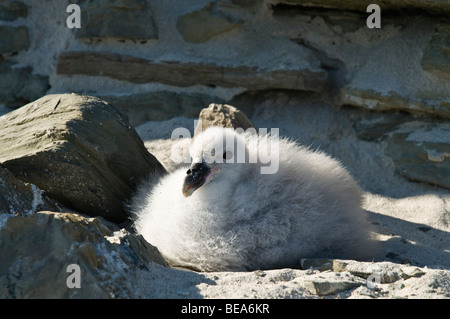 dh Fulmar VOGEL UK Fulmar Fulmarus glacialis Baby-Küken nisten North Ronaldsay Orkney Küken schottland Stockfoto