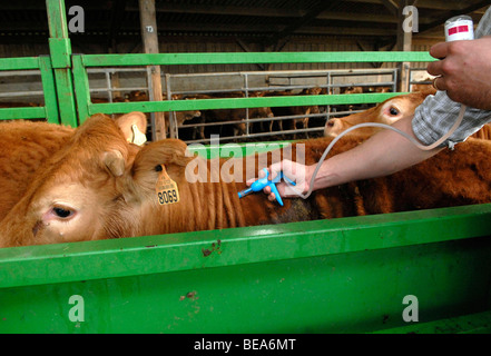 Impfung gegen die Blauzungenkrankheit oder katarrhalische Fieber (2008/06/11) Stockfoto