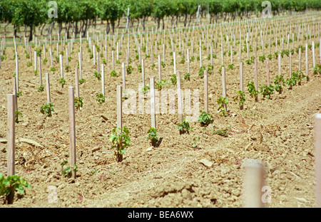 vor kurzem gepflanzt Reben Chateau de Castelnau Entre Deux Mers Bordeaux Frankreich Stockfoto