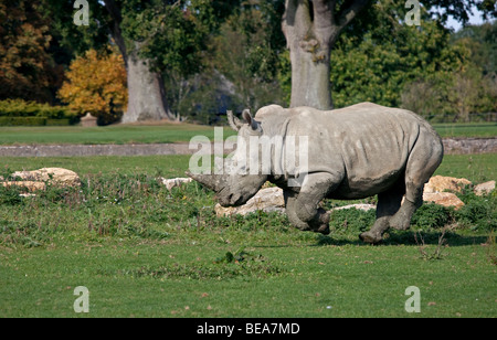 Südliche Breitmaulnashorn (Ceratotherium Simum Simum) Stockfoto