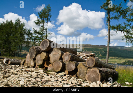 dh LOCH TAY PERTHSHIRE Baumstämme aus der Forstwirtschaft wurden von Holzstapeln gefällt Forest scotland scottish Clearing Agroforstwirtschaft großbritannien Stockfoto