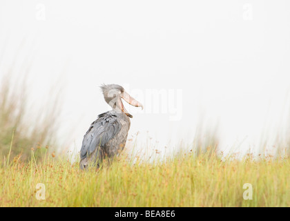 Ein Schuhschnabel in einem Sumpf in Uganda Stockfoto