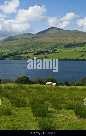 Dh LOCH TAY PERTHSHIRE Ben Lawers Bergkette und lochside Schafe weiden in Schottland munros uk Stockfoto