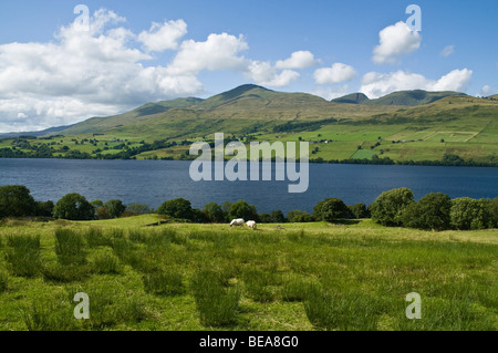 dh Ben Lawers Mountain Range LOCH TAY PERTHSHIRE Schafe Landschaft Sommer schottische munro Berge Landschaft schottland Hochland Stockfoto