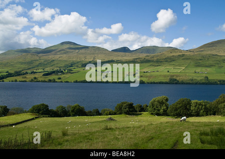 dh LOCH TAY PERTHSHIRE Schottland Ben Lawers Bergkette und lochside Schafe Berge Hochland Landschaft Stockfoto