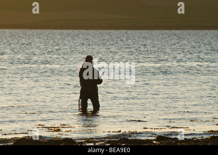 Dh Rute angeln SCAPA FLOW ORKNEY Waten fisherman Angler off shore Abenddämmerung Stockfoto