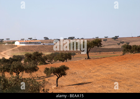 trockene Felder mit Eiche Bäume Herdade da Malhadinha Nova Alentejo Portugal Stockfoto