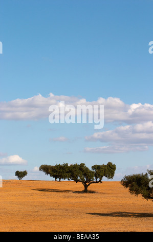 trockene Felder mit Eiche Bäume Herdade da Malhadinha Nova Alentejo Portugal Stockfoto